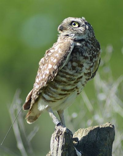 burrowing owl